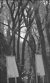 The Gates, Christo, New York City, Central Park, Linda Johnson Photography, Linda Johnson Photographs.