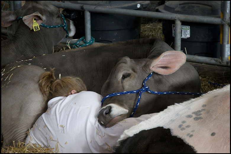 photo of young woman and her cow at Pennylvania Farm Show, Harrisburg, Pennsylvania Linda Johnson Photography, Linda Johnson Photographs