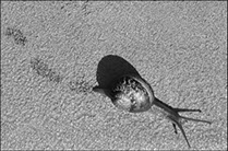 Snail, Sonoma, California, Linda Johnson Photography, Linda Johnson Photographs.