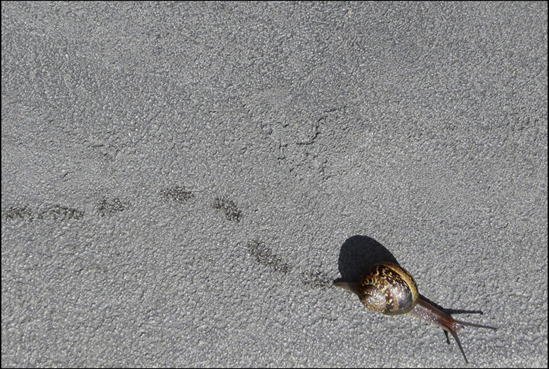 Snail in Sonoma, California, Linda Johnson Photography, Linda Johnson Photographs.