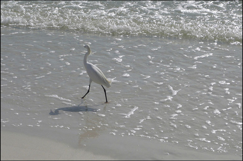 Snowy Egret, Marco Island Florida. Linda Johnson Photography, Linda Johnson Photographs.