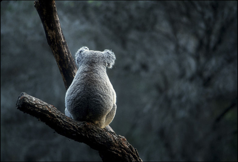 Koala Bear, Sydney Australia, Linda Johnson Photography, Linda Johnson Photographs.