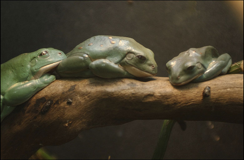 Tree Toads, Clyde Peeling's Reptiland, Union County Pennsylvania. Linda Johnson Photography, Linda Johnson Photographs.